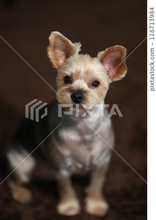 Yorkshire Terrier Mugi 118713984