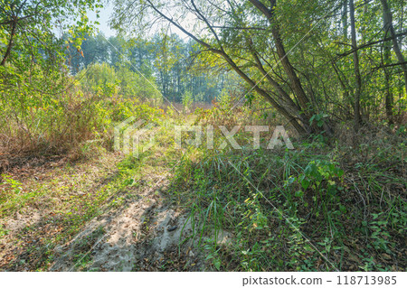 path in a sunny autumn forest 118713985