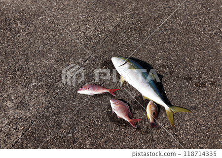 Yellowtail snapper, Black spotted snapper 118714335