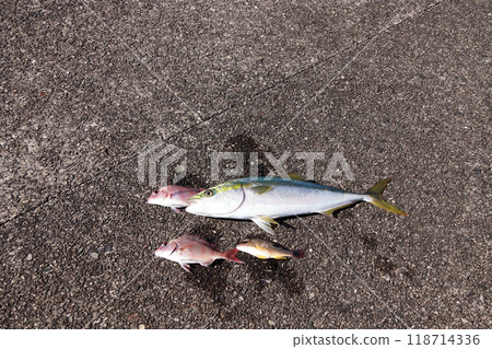 Yellowtail snapper, Black spotted snapper Yellowtail snapper, Black spotted snapper 118714336