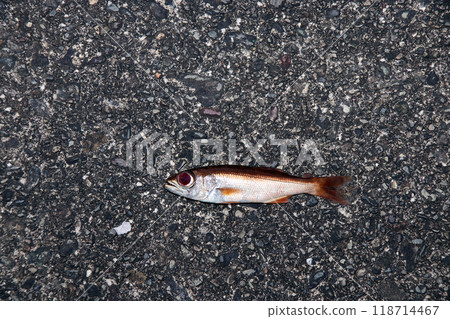 Flounder and rockfish Flounder and rockfish 118714467
