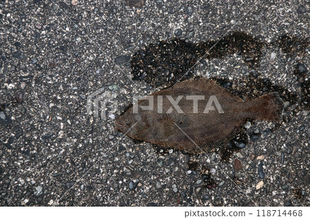 Flounder and rockfish 118714468