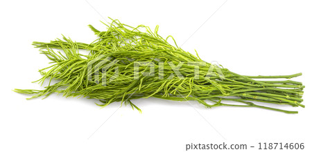 Climbing Wattle or Acacia vegetable isolate on a white background Climbing Wattle or Acacia vegetable isolate on a white background 118714606