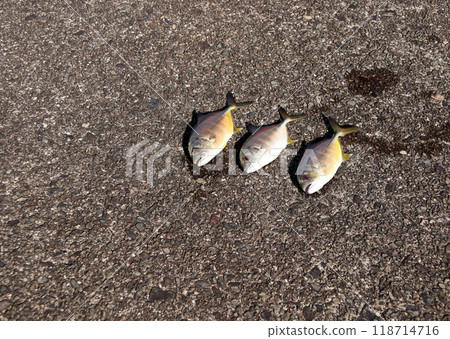 Silver horse mackerel, silver bigeye horse mackerel 118714716