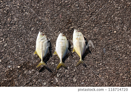 Silver horse mackerel, silver bigeye horse mackerel 118714720