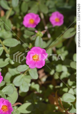 Moss-rose purslane 118714820