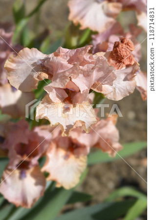 Intermediate Bearded Iris Lingering 118714831