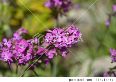 Sticky catchfly Sticky catchfly 118714835