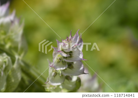 Clary sage Vatican Pink Clary sage Vatican Pink 118714841