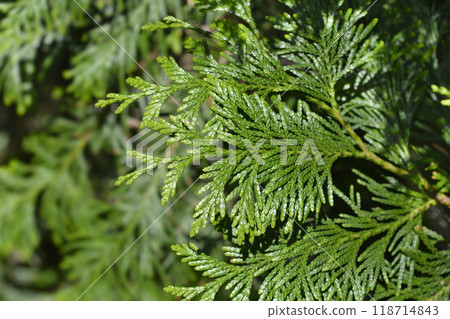Western Red Cedar Western Red Cedar 118714843