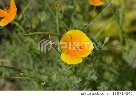 Golden poppy 118714845