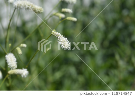 White Oriental Burnet White Oriental Burnet 118714847