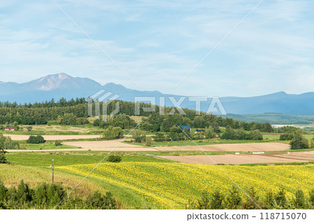 [從美瑛町信永山眺望的秋景和十勝岳] 118715070