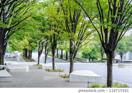 Urban greenways, promenades, ginkgo tree-lined streets, Minato Mirai 21 district Urban greenways, promenades, ginkgo tree-lined streets, Minato Mirai 21 district 118715581