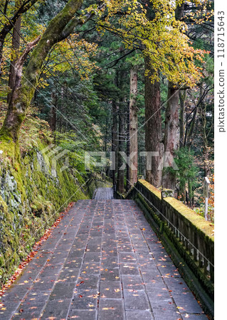 Haruna Shrine's Senbongisugi (Sensugi Cedars) lined with moss-covered cedar trees (Takasaki City, Gunma Prefecture) 118715643