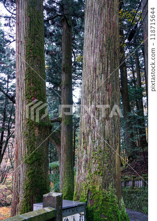 Haruna Shrine's Senbongisugi (Sensugi Cedars) lined with moss-covered cedar trees (Takasaki City, Gunma Prefecture) 118715644