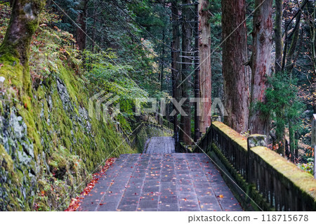Haruna Shrine's Senbongisugi (Sensugi Cedars) lined with moss-covered cedar trees (Takasaki City, Gunma Prefecture) 118715678