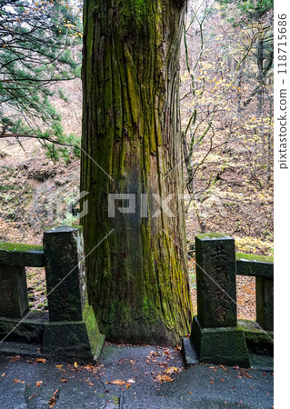 榛名神社千本杉，一排長滿青苔的杉樹（群馬縣高崎市） 118715686