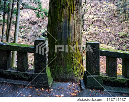 榛名神社千本杉,一排長滿青苔的杉樹(群馬縣高崎市) 榛名神社千本杉,一排長滿青苔的杉樹(群馬縣高崎市) 118715687