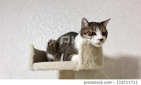 [Rescue cat] 4-year-old tabby cat relaxing on a cat tower 118715711