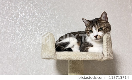 [Rescue cat] 4-year-old tabby cat relaxing on a cat tower 118715714