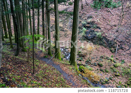 Haruna Shrine's Senbongisugi (Sensugi Cedars) lined with moss-covered cedar trees (Takasaki City, Gunma Prefecture) 118715728