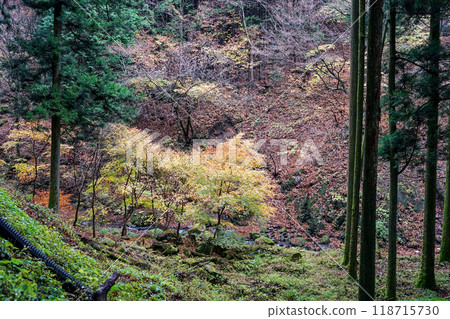 榛名神社千本杉,一排長滿青苔的杉樹(群馬縣高崎市) 榛名神社千本杉,一排長滿青苔的杉樹(群馬縣高崎市) 118715730