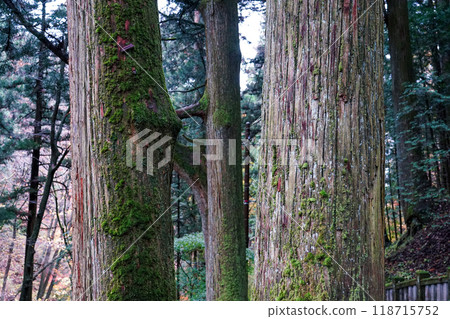 Haruna Shrine's Senbongisugi (Sensugi Cedars) lined with moss-covered cedar trees (Takasaki City, Gunma Prefecture) 118715752
