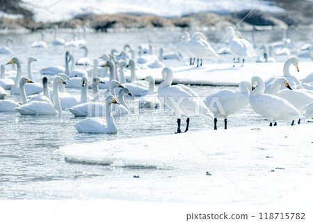 長山新川的天鵝 長山新川的天鵝 118715782