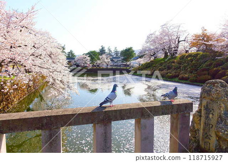 Cherry blossoms in full bloom, Hanaikada, Matsugasaki Park, Sakura, Yoshino cherry blossoms 118715927