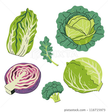 Set of different cabbage isolate on white background. Vector graphics. Set of different cabbage isolate on white background. Vector graphics. 118715973
