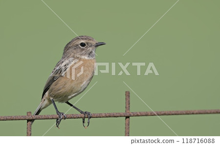 A Common Stonechat (Saxicola rubicola), Crete A Common Stonechat (Saxicola rubicola), Crete 118716088