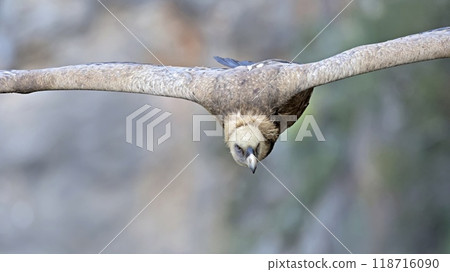 Griffon Vulture (Gyps fulvus), Crete, Greece Griffon Vulture (Gyps fulvus), Crete, Greece 118716090