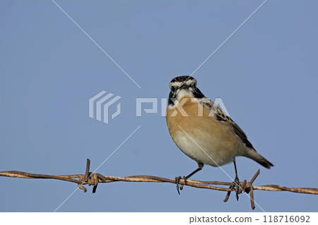 Whinchat - Saxicola rubetra, Crete, Greece Whinchat - Saxicola rubetra, Crete, Greece 118716092