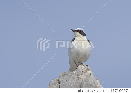 Black-eared Wheatear (Oenanthe melanoleuca), Crete Black-eared Wheatear (Oenanthe melanoleuca), Crete 118716097