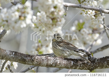 Cirl Bunting (Emberiza cirlus), Greece Cirl Bunting (Emberiza cirlus), Greece 118716111