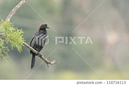 A globally threatened Pygmy Cormorant (Microcarbo pygmaeus), Greece A globally threatened Pygmy Cormorant (Microcarbo pygmaeus), Greece 118716113