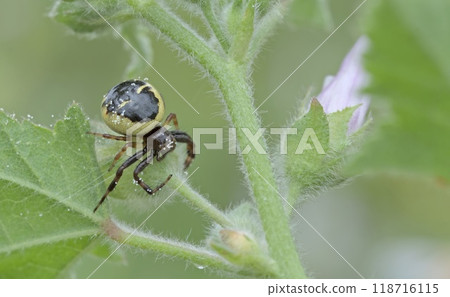 Synema globosum is a species of spider belonging to the family Thomisidae, Greece 118716115