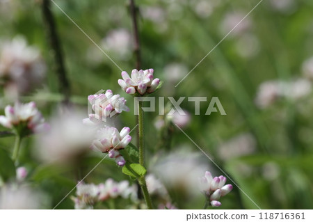 秋天盛開的可愛的日本蕎麥花 118716361