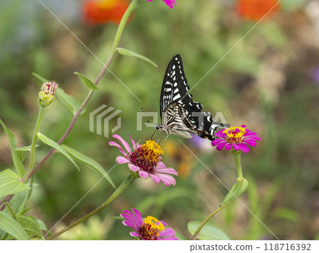 Swallowtail butterfly sucking flower nectar Swallowtail butterfly sucking flower nectar 118716392