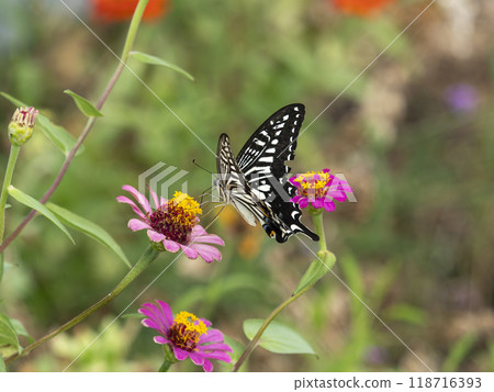 Swallowtail butterfly sucking flower nectar Swallowtail butterfly sucking flower nectar 118716393