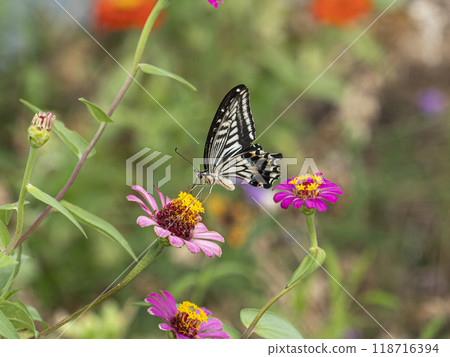 Swallowtail butterfly sucking flower nectar Swallowtail butterfly sucking flower nectar 118716394