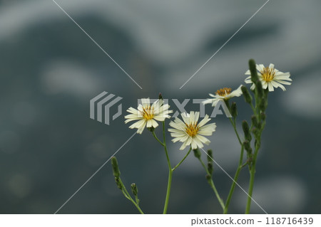 秋天可以遇見的金色罌粟 118716439