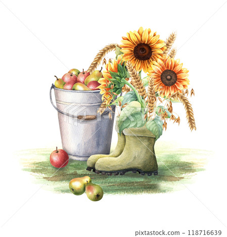 Autumn composition. Bouquet of yellow sunflowers, oat branches, ears of wheat in green gumboots and metal garden bucket filled with apples and pears. Watercolor illustration. Autumn composition. Bouquet of yellow sunflowers, oat branches, ears of wheat in green gumboots and metal garden bucket filled with apples and pears. Watercolor illustration. 118716639