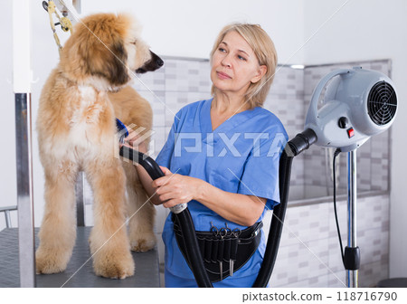 Hairdresser professional dries hair by fen dog fur Afghan hound dog in hairdresser for animal Hairdresser professional dries hair by fen dog fur Afghan hound dog in hairdresser for animal 118716790