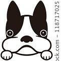 Boston Terrier 118717025