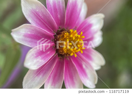Autumn flowers.Autumn Colors.Macro Perspective.Take a closer look at nature's artistry! This macro photograph captures the details of a flower in full bloom.  118717119