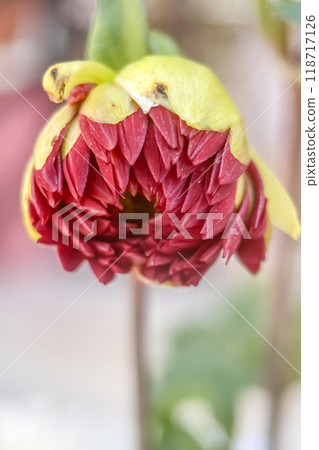 Autumn flowers.Autumn Colors.Macro Perspective.Take a closer look at nature's artistry! This macro photograph captures the details of a flower in full bloom.  118717126