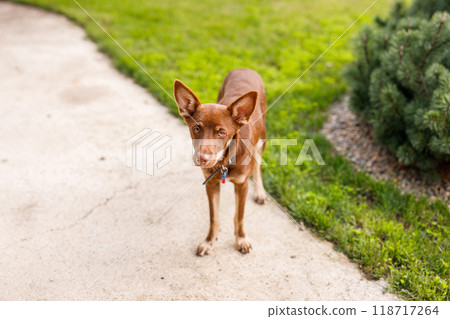 Australian Kelpie puppy outside in the yard on the green lawn Australian Kelpie puppy outside in the yard on the green lawn 118717264