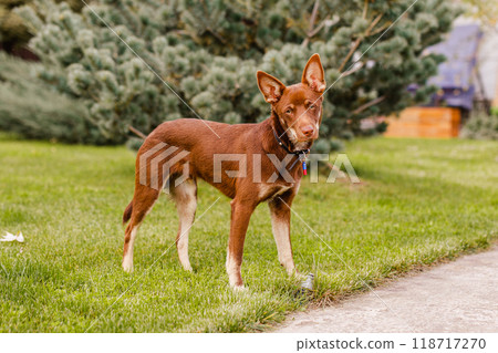 Australian Kelpie puppy outside in the yard on the green lawn 118717270